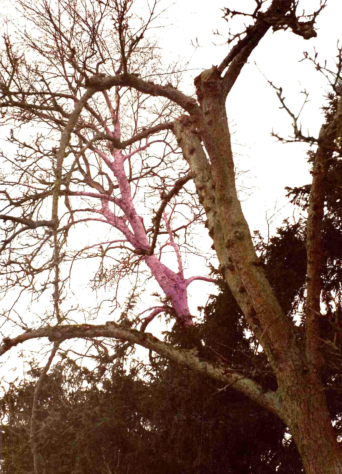 010-rozowe-drzewo-1993